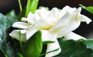 怎样养好栀子花？栀子花的养殖方法