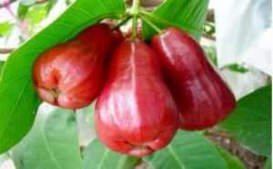 莲雾怎么吃？莲雾的功效与作用