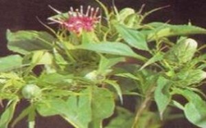 茯苓的功效与作用有哪些