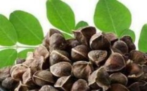 辣木籽的功效与作用及食用方法