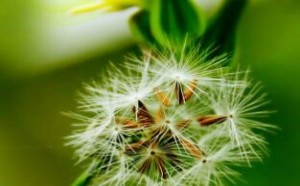 蒲公英的功效与作用竟这么多，很多人却不知道