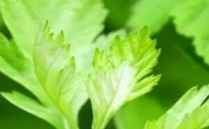 艾叶的功效与作用 用艾叶洗澡的好处