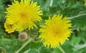 多裂蒲公英泡水喝的好处与禁忌 多裂蒲公英泡水喝的好处与禁忌