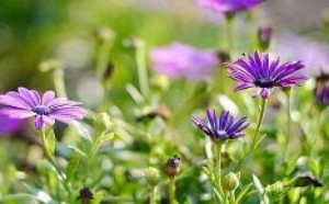 清明节作文600字大全小学_清明踏春来