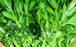 救心菜怎么吃 功效与作用有哪些 救心菜怎么吃 功效与作用有哪些