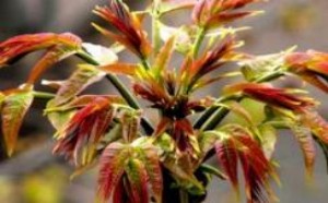 孕妇能吃香椿吗_香椿芽孕妇可以吃吗