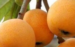 一岁宝宝可以吃枇杷吗？小儿吃枇杷的好处