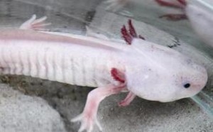 娃娃鱼怎么养 娃娃鱼的养殖方法 娃娃鱼怎么养 娃娃鱼的养殖方法