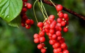 五味子的功效与作用及禁忌症 五味子的功效与作用及禁忌症