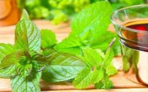 薄荷叶的功效与作用及禁忌