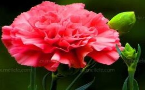 康乃馨花语及不同朵数代表着什么意思 康乃馨花语及不同朵数代表着什么意思