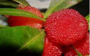 孕妇能吃杨梅吗?杨梅对孕妇有什么好处 孕妇能吃杨梅吗?杨梅对孕妇有什么好处