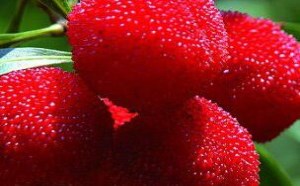 忘梅止渴？杨梅的功效与作用