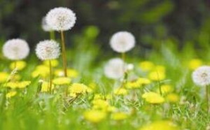 蒲公英治雀斑有效吗?蒲公英治雀斑的方法 蒲公英治雀斑有效吗?蒲公英治雀斑的方法