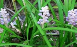 麦冬的功效与作用是什么 麦冬的功效与作用是什么