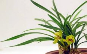 兰花怎么养叶子不发黄 兰花的养殖方法 兰花怎么养叶子不发黄 兰花的养殖方法