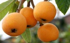 枇杷怎么吃你懂吗?原来不同吃法产生不同的功效 枇杷怎么吃你懂吗?原来不同吃法产生不同的功效