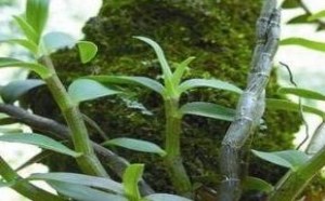 铁皮石斛怎么吃效果最好 铁皮石斛功效及吃法 