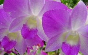 父亲节送什么花最适合 父亲节送什么花最适合