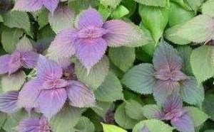 紫苏叶的功效与作用 