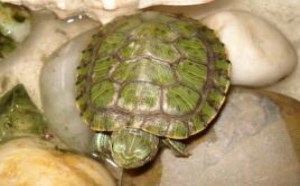 乌龟喜欢吃什么食物怎么养 乌龟喜欢吃什么食物怎么养