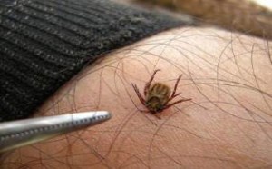 被蜱虫叮咬会有什么特征 怎么处理