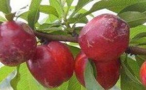 李子的功效与作用及不能和什么食物一起吃