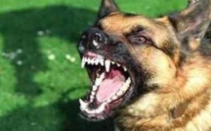 狂犬病潜伏期有多久_狗咬了多久过安全期 狂犬病潜伏期有多久_狗咬了多久过安全期