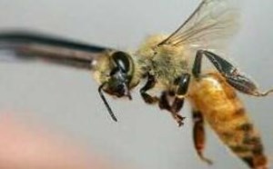 被蜜蜂蛰了怎么处理消肿最快 被蜜蜂蛰了怎么处理消肿最快