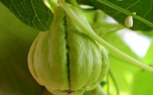 孕妇可以吃佛手瓜吗