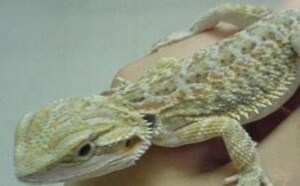 蛤蚧的营养价值及功效与作用