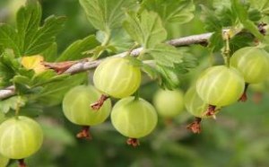 孕妇可以吃灯笼果吗 吃灯笼果有哪些好处