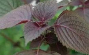 孕妇可以吃紫苏吗？吃紫苏的好处