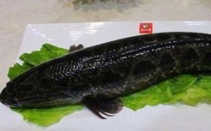 黑鱼孕妇能吃吗 吃黑鱼有哪些好处