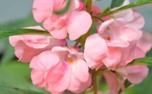 植物传播种子的方法有哪些