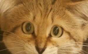 盘点世界十大禁养名猫都有哪些