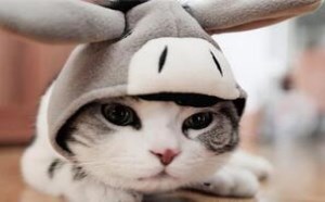 读懂猫咪的语言表达和肢体语言 读懂猫咪的语言表达和肢体语言