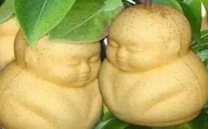 人参果的功效与作用以及价格