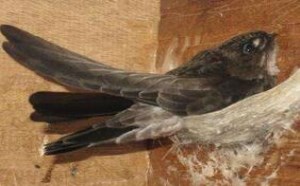 燕窝的营养价值及功效与作用 燕窝的营养价值及功效与作用