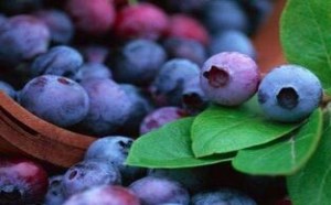 蓝莓的功效与作用有哪些 蓝莓的功效与作用有哪些