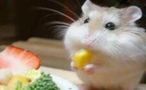 仓鼠吃什么喂养需知