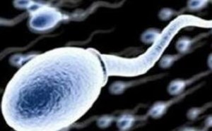 研究结果显示:精子越老后代越健康 研究结果显示:精子越老后代越健康