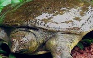 甲鱼怎么杀？甲鱼宰杀方法图解