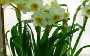 水仙花有毒吗？水仙花养殖有哪些禁忌