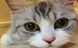 被猫抓伤出血需要打狂犬病疫苗针吗