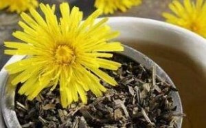 蒲公英茶的功效与作用有哪些 蒲公英茶的功效与作用有哪些