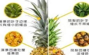 凤梨和菠萝区别在哪里?两者的鉴别方法 凤梨和菠萝区别在哪里?两者的鉴别方法