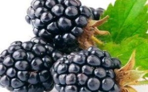 桑葚的功效与作用有哪些 桑葚的功效与作用有哪些