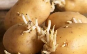 土豆发芽了还能吃吗?马铃薯中毒如何急救处理 土豆发芽了还能吃吗?马铃薯中毒如何急救处理