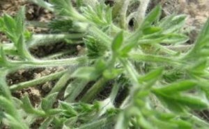 茵陈的功效与作用